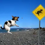 I documenti di viaggio per gli animali